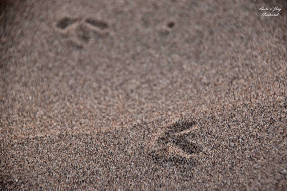 Vogelspuren im Sand